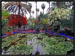 Ogród, Marakesz, Maroko, Staw, Piękny, Majorelle